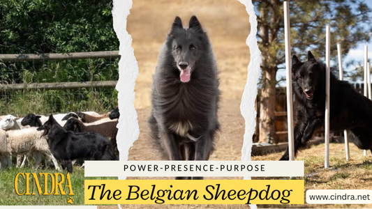 A photo collage of 3 different Belgian Sheepdogs 