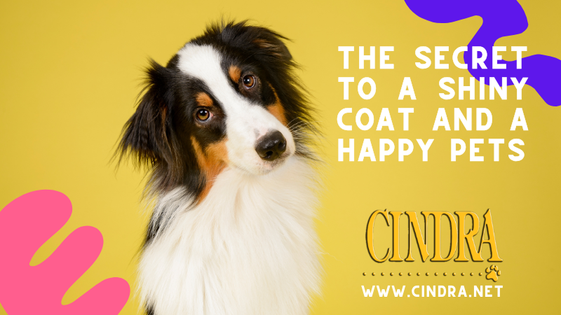 Long-coated dog with a shiny healthy coat featured in Cindra Grooming Products ad for dog shampoo and coat care