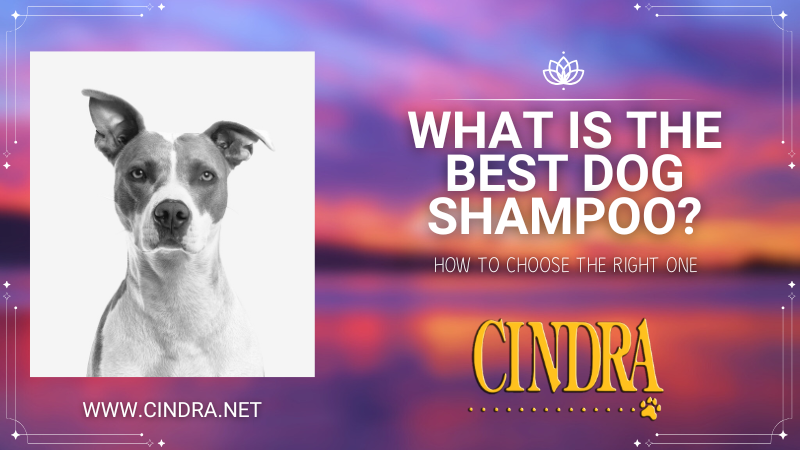 “Banner image showing a short-haired dog portrait beside the text ‘What Is the Best Dog Shampoo? How to Choose the Right One,’ featuring Cindra branding and the website cindra.net.”