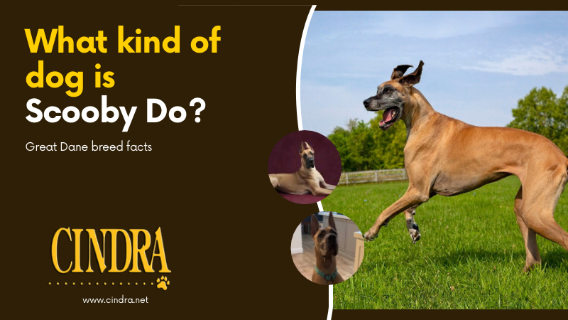 Tan Great Dane running across a grass field with mouth open mid-stride, ears flopp