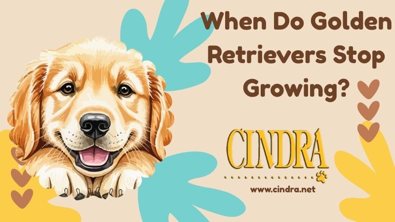 Illustration of a smiling Golden Retriever puppy with text “When Do Golden Retrievers Stop Growing?” and Cindra logo on a beige background with colorful accents.