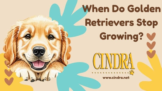 Illustration of a smiling Golden Retriever puppy with text “When Do Golden Retrievers Stop Growing?” and Cindra logo on a beige background with colorful accents.