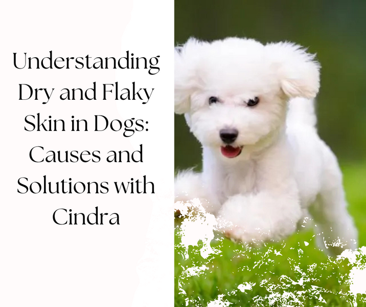 Understanding Dry and Flaky Skin in Dogs: Causes and Solutions with Cindra