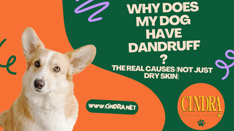 Corgi beside a colorful graphic reading, “Why Does My Dog Have Dandruff? The Real Causes, Not Just Dry Skin,” with the Cindra logo and website.