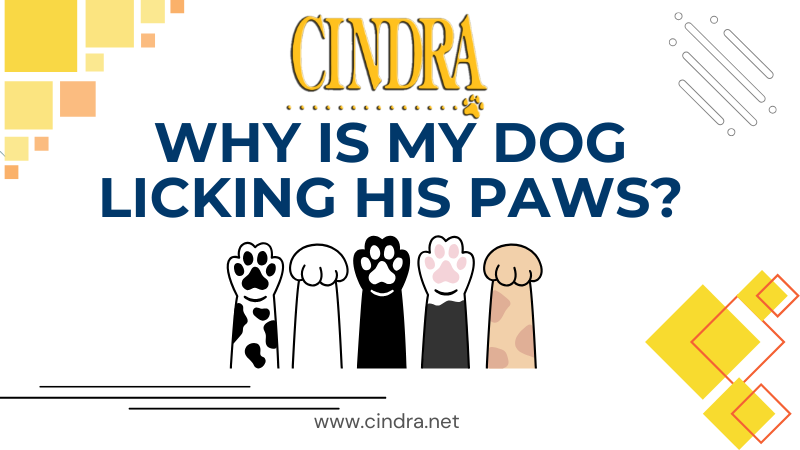 Cindra Pet Products blog image titled “Why Is My Dog Licking His Paws?” featuring illustrated dog paws in different colors