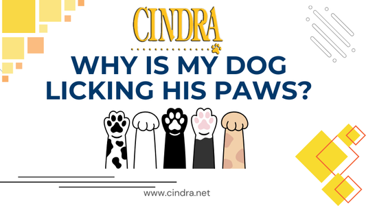 Cindra Pet Products blog image titled “Why Is My Dog Licking His Paws?” featuring illustrated dog paws in different colors