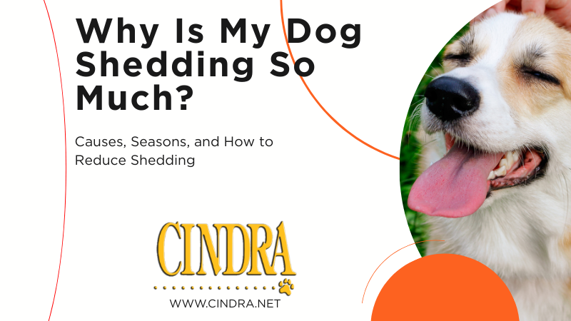 Why Is My Dog Shedding So Much? Causes, Seasons, and How to Reduce Shedding