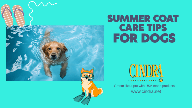 summer dog coat care tips golden retriever swimming pool grooming healthy coat