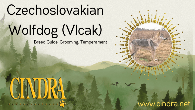 a graphic about the Czchoslovakian wolfdog