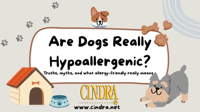 Illustration with text “Are Dogs Really Hypoallergenic?” explaining myths and facts about allergy-friendly dogs