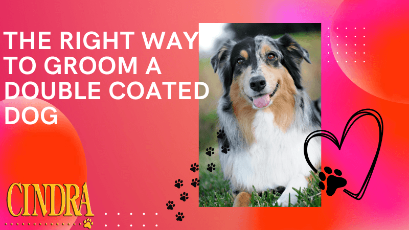Australian Shepherd with the title "The Right Way to Groom a Double Coated Dog" and Cindra branding.