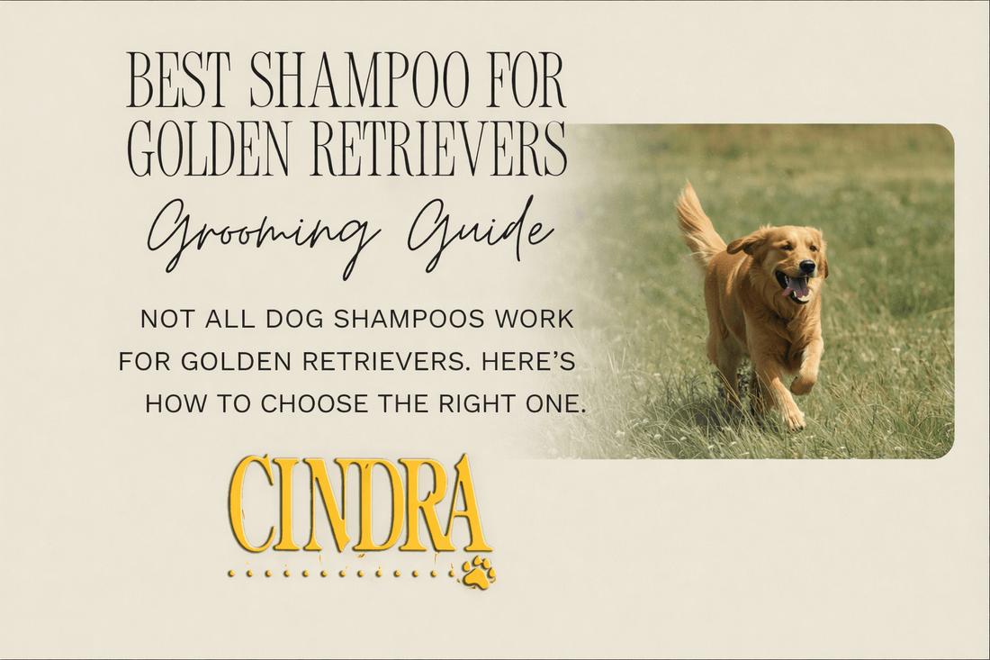 Best shampoo for Golden Retrievers grooming guide featuring a Golden Retriever running outdoors.