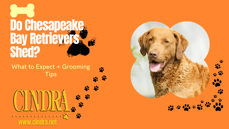 Blog cover graphic reading “Do Chesapeake Bay Retrievers Shed? What to Expect + Grooming Tips,” with a Chesapeake Bay Retriever photo and Cindra logo on an orange background.