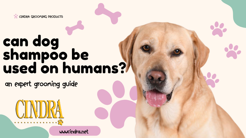 “Labrador retriever next to text asking ‘Can dog shampoo be used on humans?’ with Cindra Grooming Products branding and paw print graphics.”
