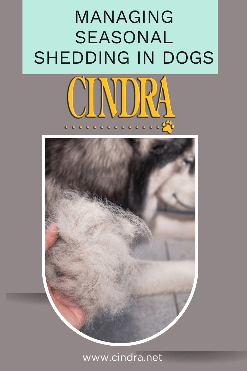 Managing Seasonal Shedding in Dogs - Cindra Pet Products