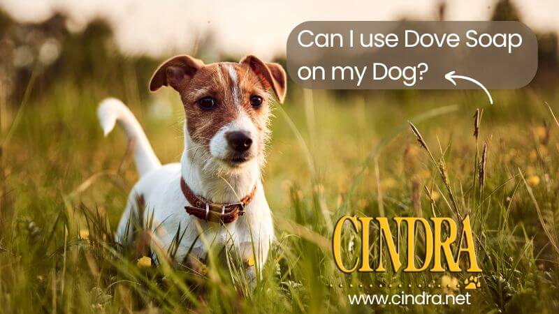 Can I use Dove on my dog?
