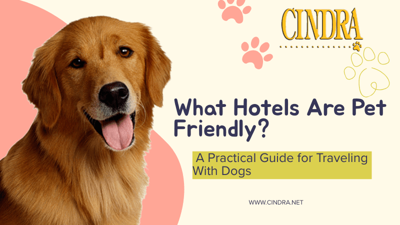Golden Retriever beside Cindra graphic reading “What Hotels Are Pet Friendly? A Practical Guide for Traveling With Dogs”