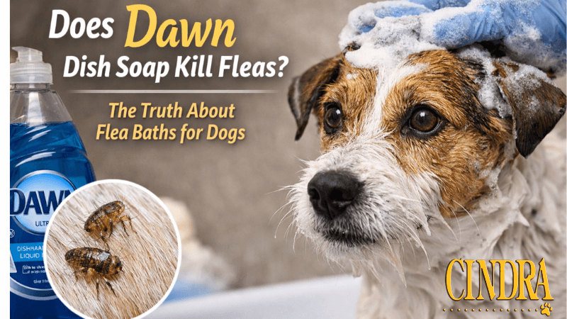 Dog being bathed with dish soap during flea treatment, header image for article about whether Dawn kills fleas on dogs