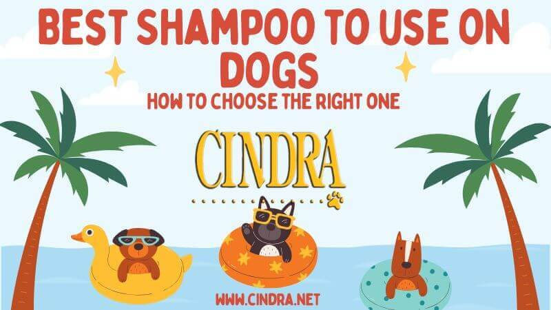 Graphic titled “Best shampoo to use on dogs: how to choose the right one” with Cindra Grooming Products branding.