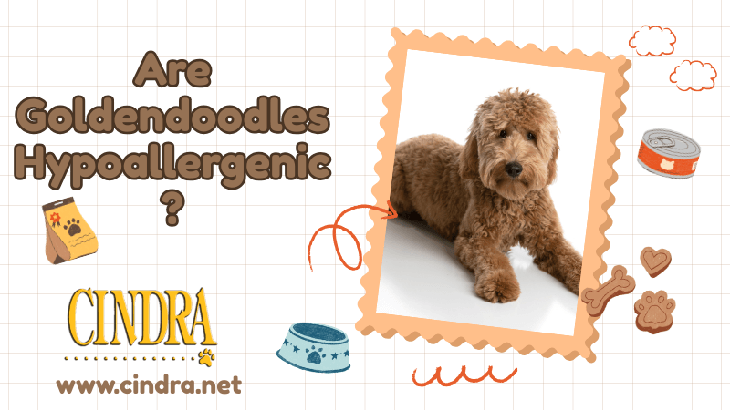 Goldendoodle lying down with curly coat beside the title “Are Goldendoodles Hypoallergenic” on a dog grooming blog graphic from Cindra