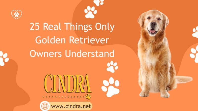 Golden Retriever sitting on orange Cindra graphic with text “25 Real Things Only Golden Retriever Owners Understand” and Cindra logo