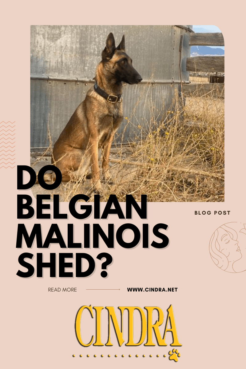 Do Belgian Malinois Shed? - Cindra Pet Products