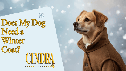 Does My Dog Need a Winter Coat? - Cindra Pet Products