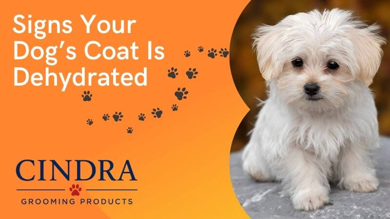 White and orange Cindra Grooming Products graphic featuring a small white puppy and the headline "Signs Your Dog's Coat Is Dehydrated." Paw prints form a curved path across the design, with the Cindra logo displayed at the bottom.
