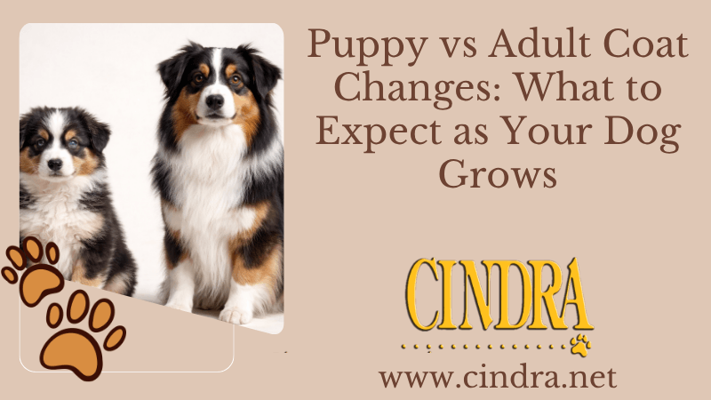 Australian Shepherd puppy and adult dog comparison graphic titled “Puppy vs Adult Coat Changes: What to Expect as Your Dog Grows” featuring the Cindra logo and website on a beige background.
