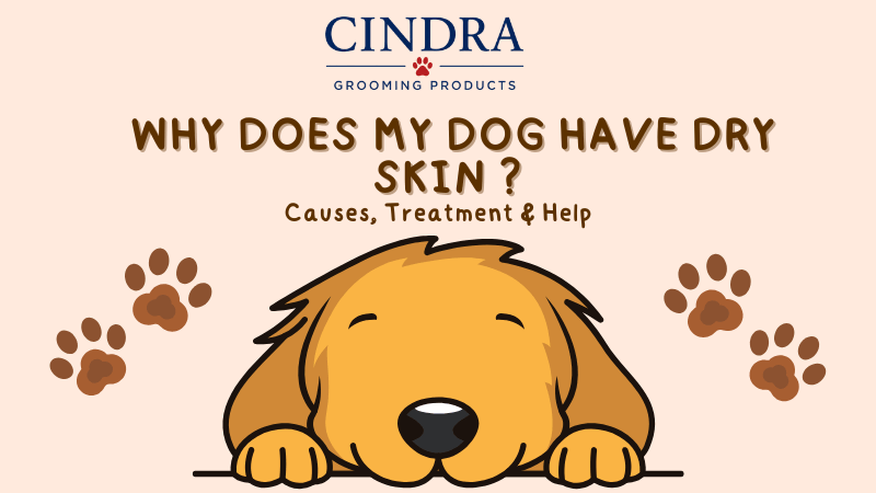 Dog with dry skin illustration and title "Why Does My Dog Have Dry Skin? Causes, Treatment & Help" discussing common causes of dry skin, dandruff, and treatment options for dogs.