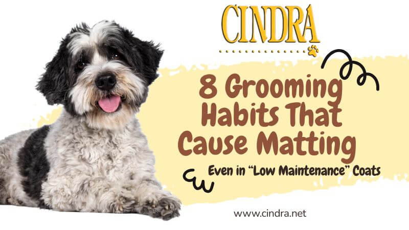 Dog with matted coat showing tangles and clumping caused by improper grooming routine