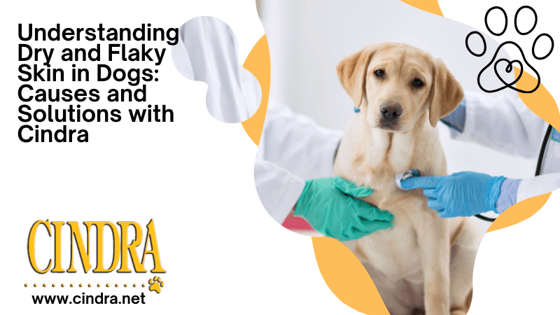 Veterinarian examining a dog for dry skin issues in a grooming and coat care guide by Cindra Grooming Products