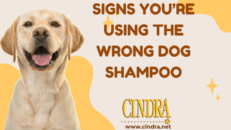 Signs you’re using the wrong dog shampoo illustrated with a smiling yellow Labrador and Cindra Grooming Products branding