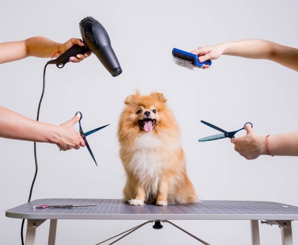 How To Find A Perfect Groomer Near You!