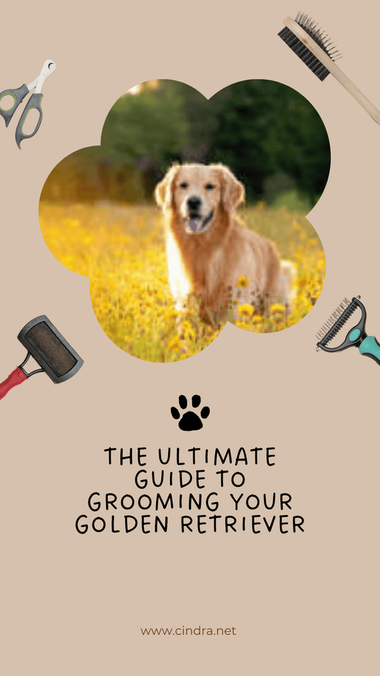 Golden Retriever sitting in a field inside a paw-shaped frame on a grooming guide graphic, surrounded by dog grooming tools with the title ‘The Ultimate Guide to Grooming Your Golden Retriever