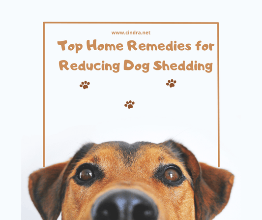 Top Home Remedies for Reducing Dog Shedding - Cindra Pet Products