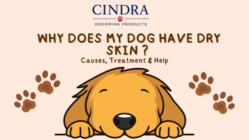 Dog with dry skin illustration and title "Why Does My Dog Have Dry Skin? Causes, Treatment & Help" discussing common causes of dry skin, dandruff, and treatment options for dogs.