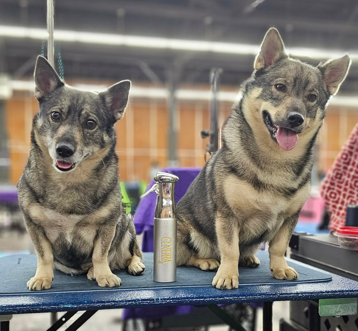 Two dogs sitting on a grooming table in a salon, with a silver cylindrical grooming product placed between them. The setting is a real indoor environment with visible salon fixtures and staff in the background, so this is Lifestyle rather than Product/Packaging.