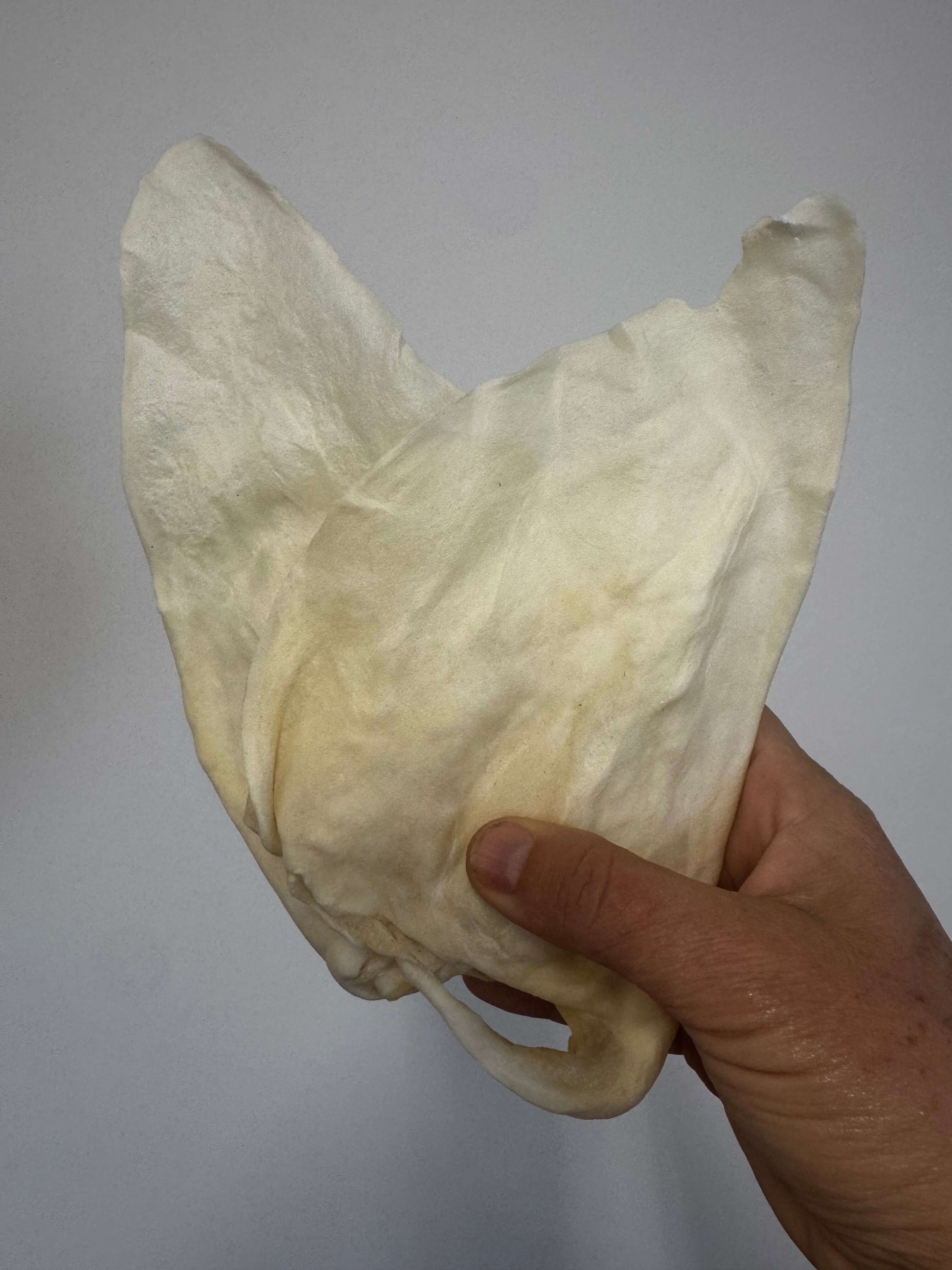 two cow ears being held 