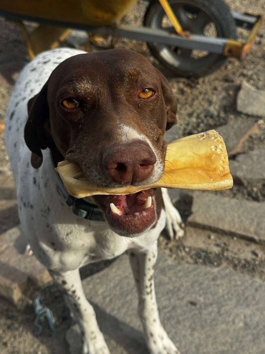 a Brown and White dog chewing on Beef hide 