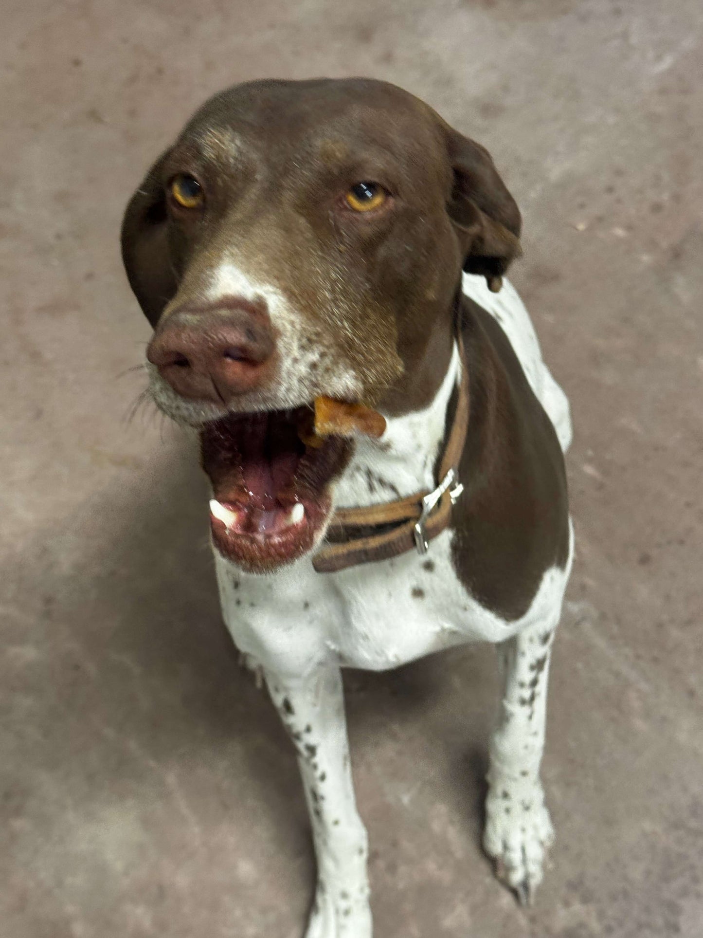 brown and white dog chewing on a pig ear