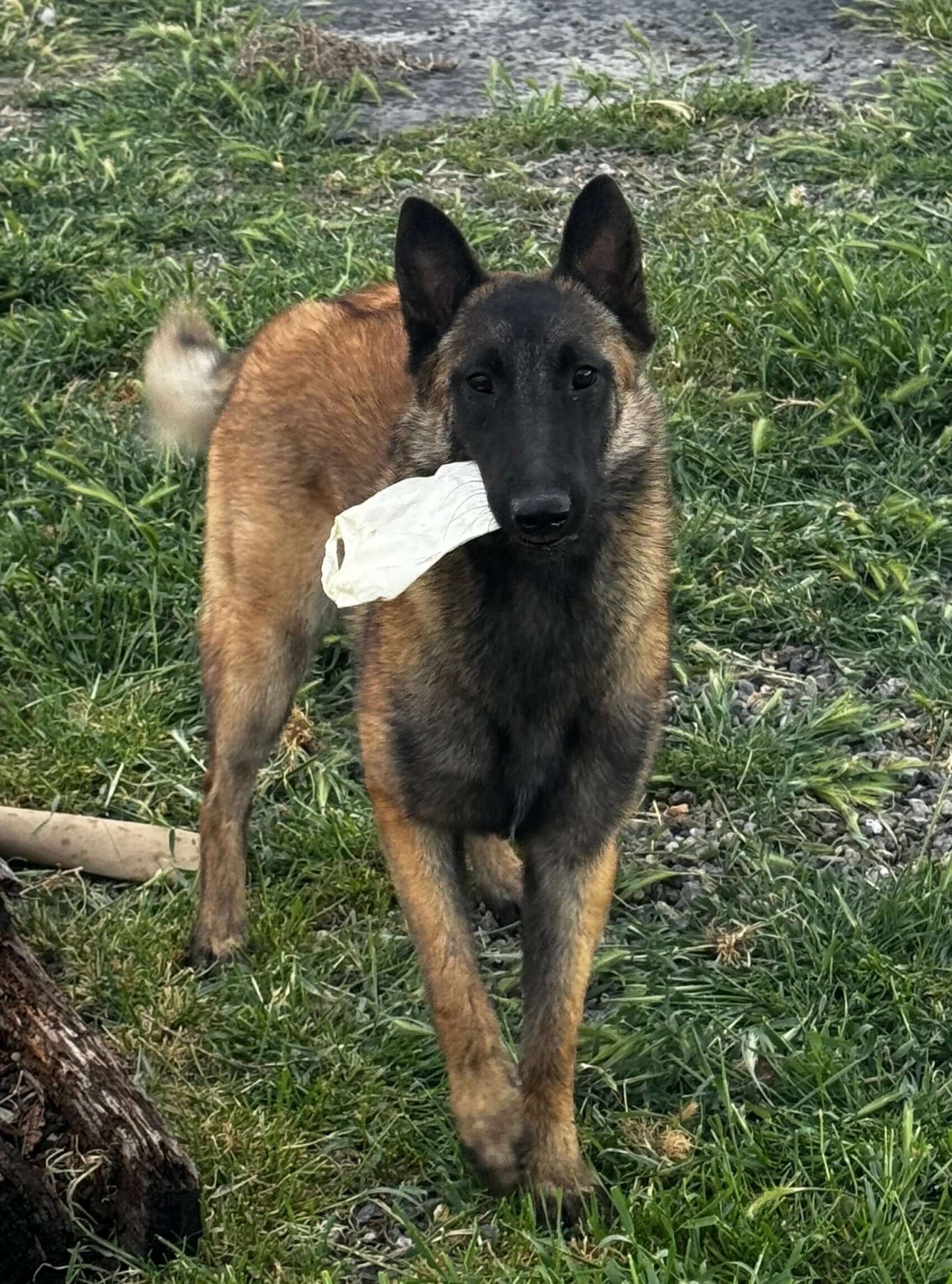Dog with a white object in its mouth on grass