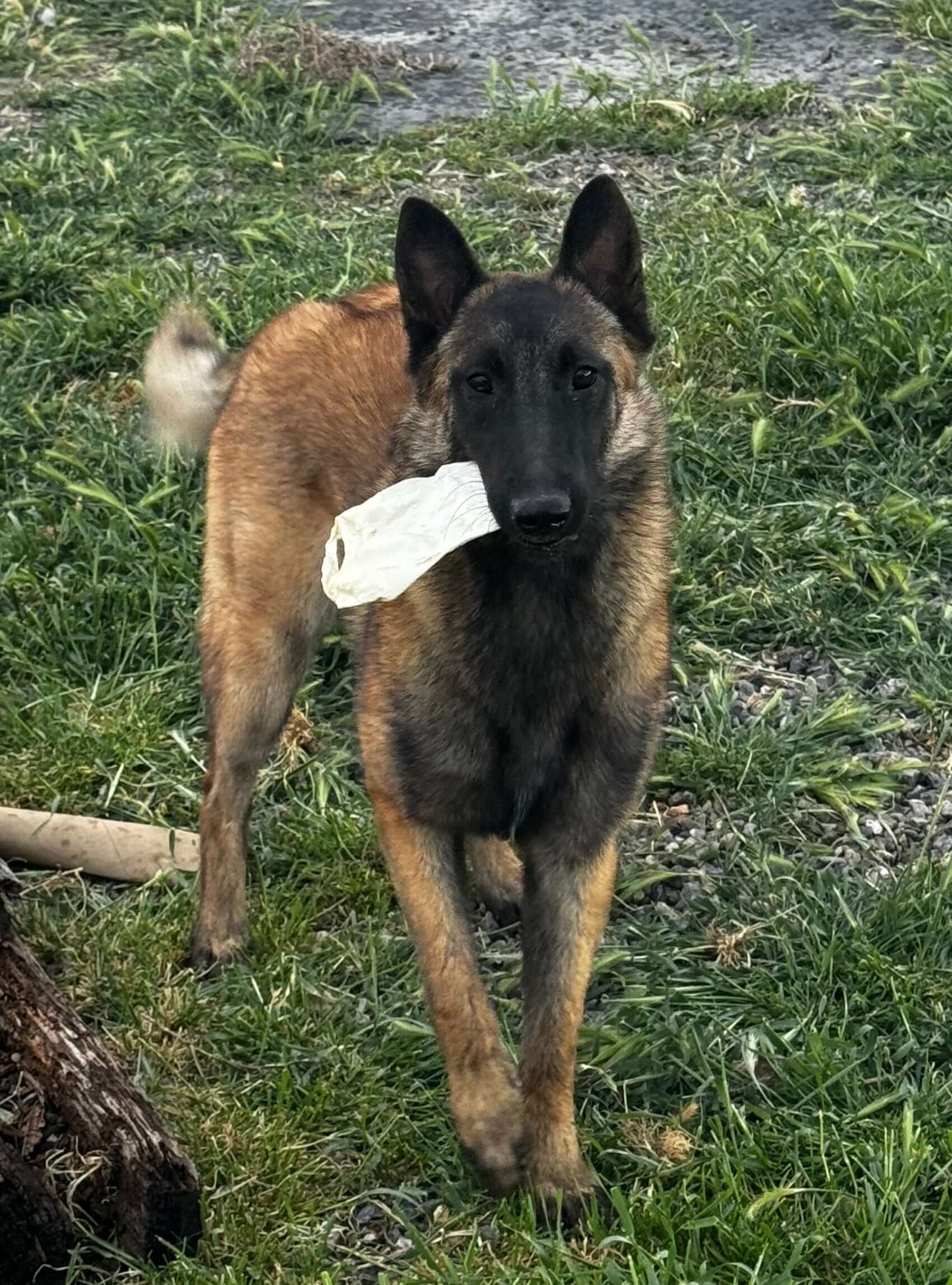 Dog with a white object in its mouth on grass
