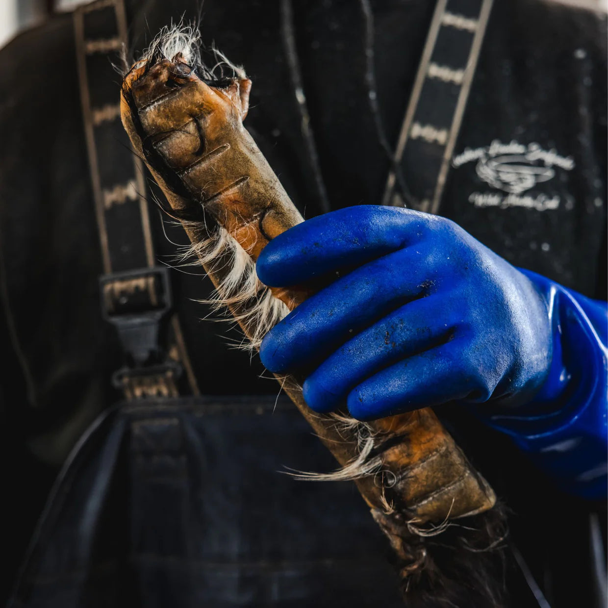 Hand wearing a blue glove holding a horse hoof with a blurred background