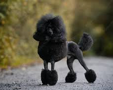 Black poodle standing on a road with blurred greenery in the background