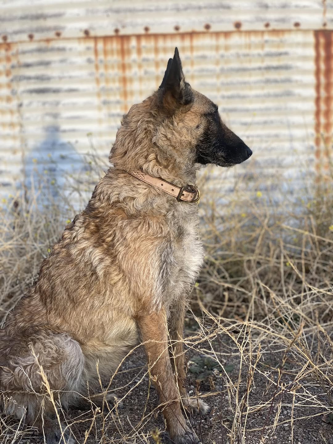 Dog sitting in a dry, barren landscape with a rusty metal wall in the background