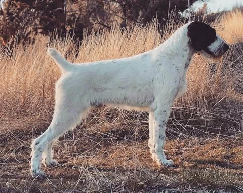 White dog with black markings standing in a field of tall grass.